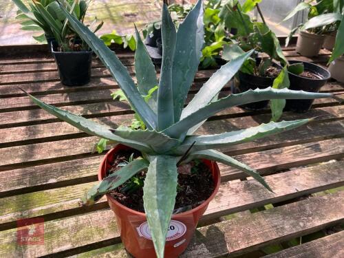 1 X UNKNOWN CACTUS