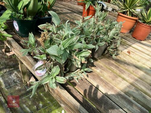 5 X TRADESCANTIA ALBOUITTATA