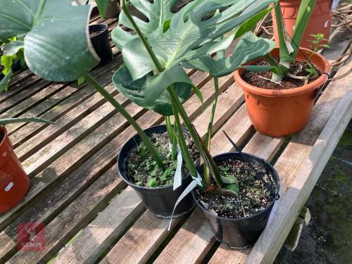 2 X MONSTERA DELICIOSA