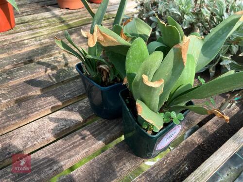 2 X SHAVING BRUSH PLANT