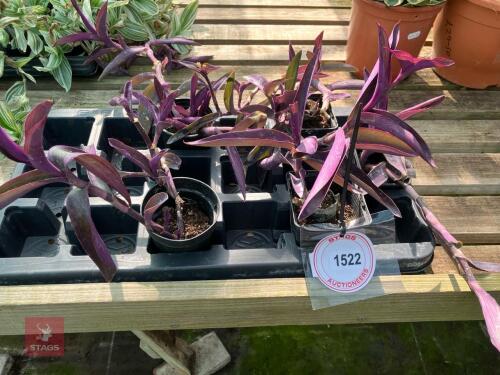5 X TRADESCANTIA PURPLE HEART