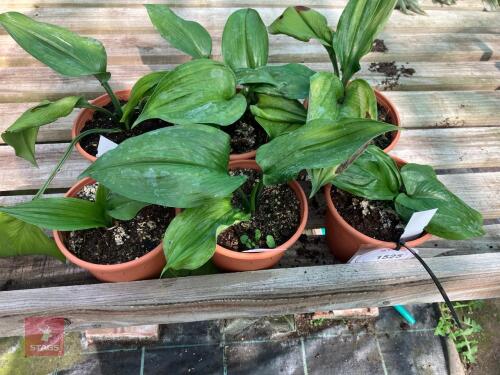 6 X TRADESCANTIA ALBOUITTATA