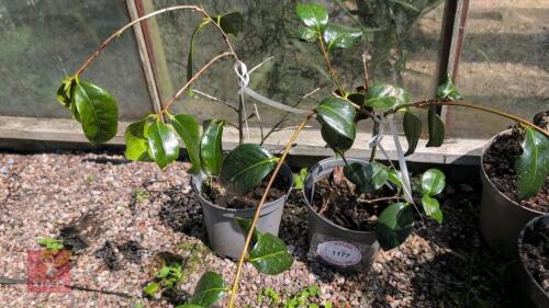 2 X CAMELLIA JAPONICA