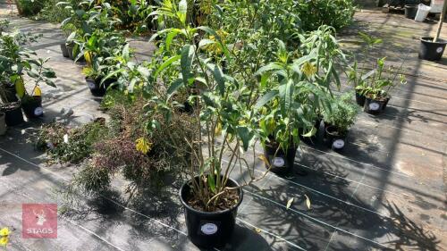1 X CESTRUM MOONGLOW