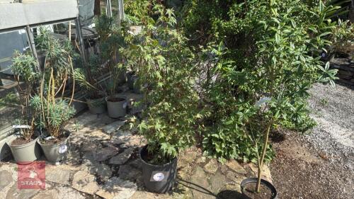 1 X ACER PAIMATUR OREDONO NISHIKI