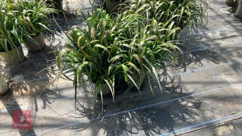 3 X BILLBERGIA NUTANS VARIEGATA