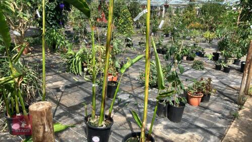 1 X HELICONIA SCHIEDIANA