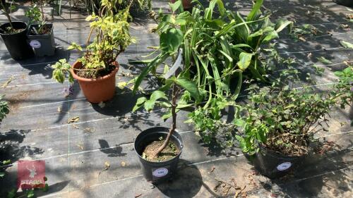 1 X CITRUS PLANT