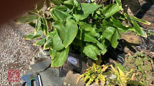 1 X HOSTA