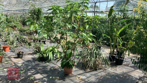 1 X BURGMANSIA DATURA SINGLE WHITE