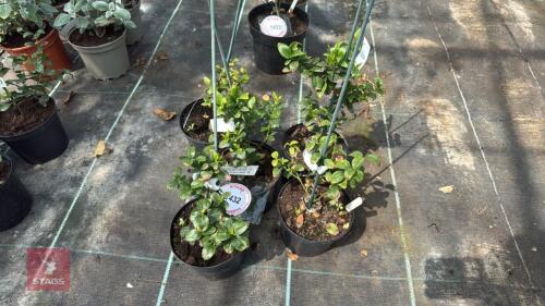 5 X JASMINUM AZORICUM RIVER JASMINE