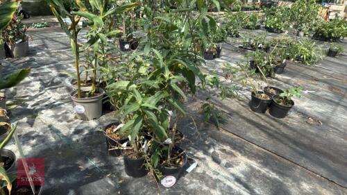 5 X CESTRUM MOONGLOW