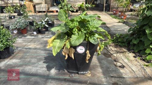 1 X ZANTEDESCHIA WHITE