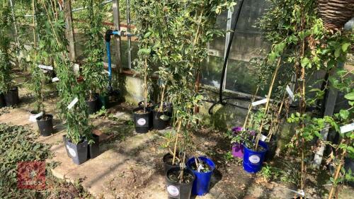 3 X PANDOREA JASMINOIDES CHARISSIMA