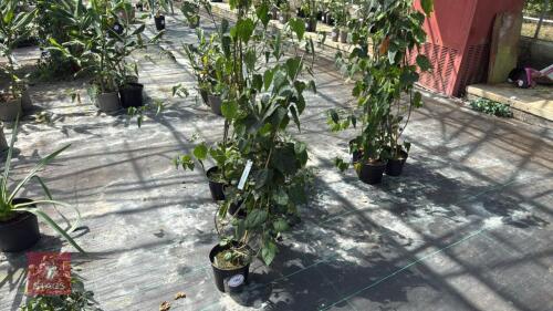 1 X ABUTILON HINTON SEEDLING