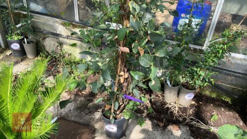 1 HARDENBERGIA VIOLACEA ALBA VINE LILAC