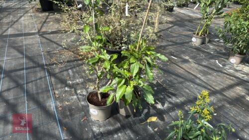 2 X SOLANDRA MAXIMA