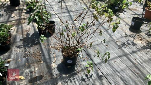 1 X UNKNOWN PLANT