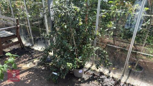 1 X PLECTRANTHS FRUITICOSUS