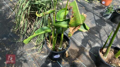 1 X HELICONIA SCHIEDIANA