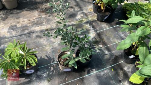 2 X METROSOIDES EXCELSA