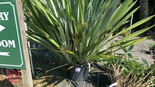 1 X PHORMIUM TENAX NEW ZEALAND FLAX