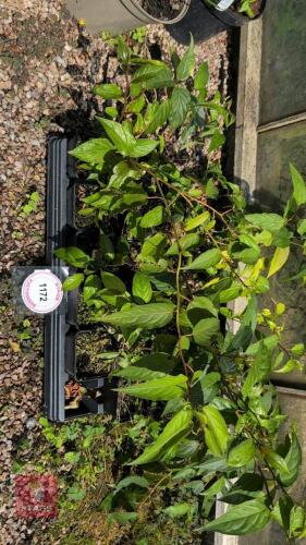 16 X STACHYURUS PRAECOX