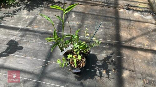 3 X MIXED PLANTS