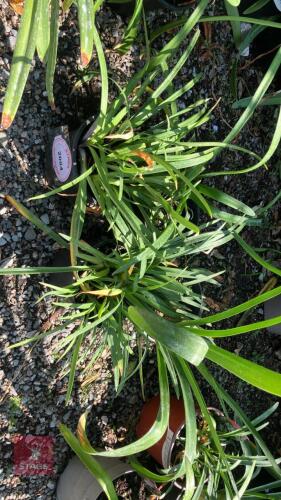 4 X AGAPANTHUS WHITE