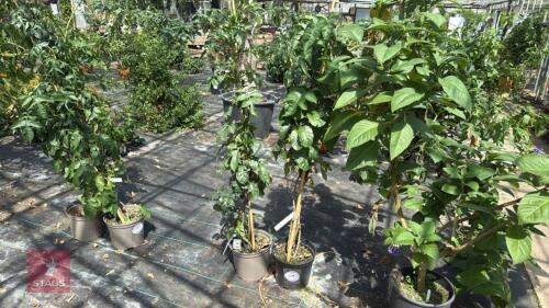 2 X SOLANUM WENDLANDII