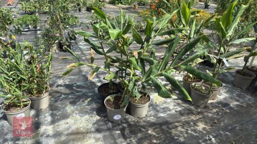 4 X HEDYCHIUM SAMSHERI GINGER LILY
