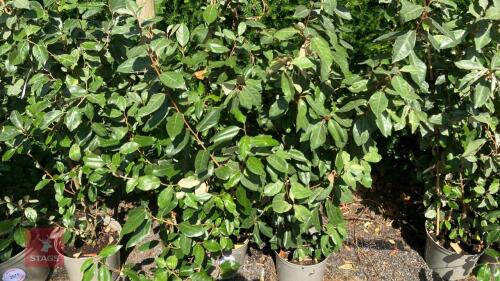 2 X ELEAGNUS X EBBINGEI