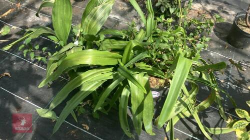 2 X MIXED PLANTS