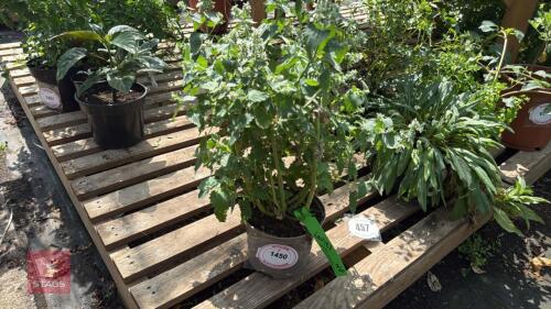 1 X NEPETA CATARIA SSP. CITRIODORA
