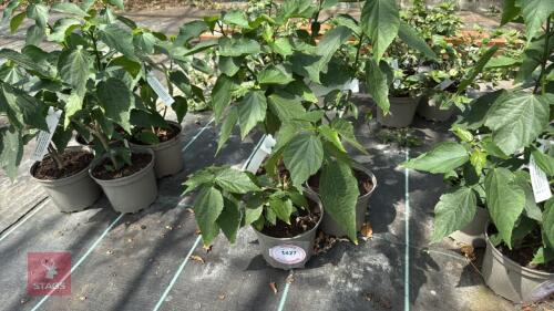 3 X MALVAUISCUS ARBOREUS SLEEPY MALLOW