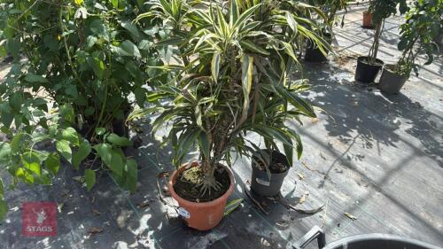2 X DRACAENA SANDERIANA
