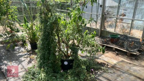 1 X BRUGMANSIA DATURA SINGLE WHITE