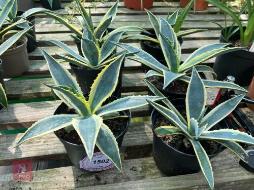6 X AGAVE AMERICANA VARIEGATA