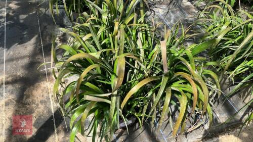3 X BILLBERGIA NUTANS VARIEGATA