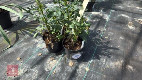 3 X DAHLIA PLANTS