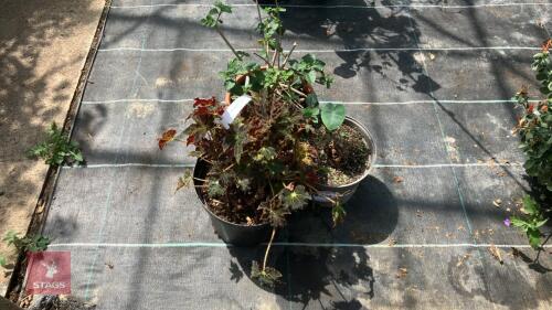 3 X MIXED PLANTS