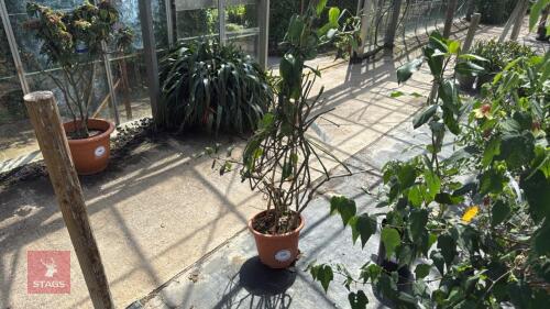 1 X THUNBERGIA GRANDIFOLIA TRUMPET VINE
