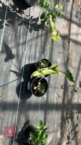 2 X ZANTEDESCHIA ARUM LILY