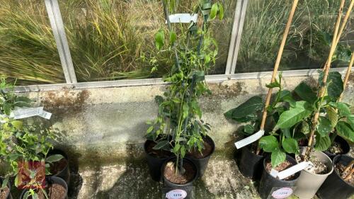 3 X HOLBOELLIA LATIFOLIA