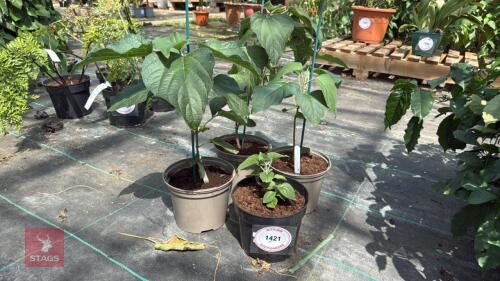 4 X CLERODENDRON TRICHOTOMUM FARGESII