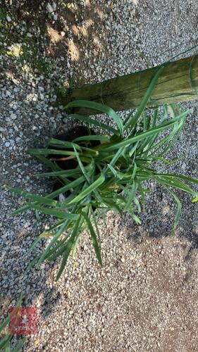 3 X TULBAGHIA SIMMLERI