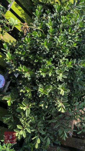 27 X HEBE X FRANSICANA BLUE GEM