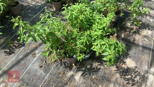 4 X LIPPIA CITRIODORA