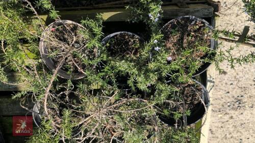 6 X ROSMARINUS SALCOMBE MR PLATT 2L POTS