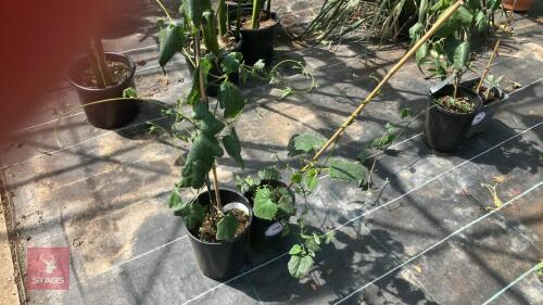 2 X MIXED PLANTS